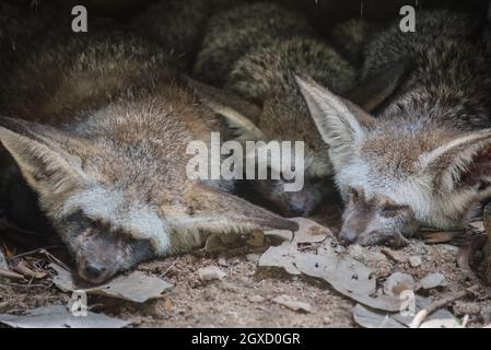 Die Szene der niedlichen Fledermausohrfuchsfamilie, die auch als Otocyon megalotis bekannt ist und in einer Höhle schläft. Stockfoto