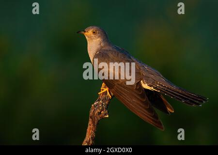 Gewöhnlicher Kuckuck, cuculus canorus, der in der Sommerabendsonne auf dem Ast sitzt. Männlicher exotischer Vogel, der im Sonnenuntergang auf den Baum schaut. Gefiederte Tiere beobachten auf Holz Stockfoto