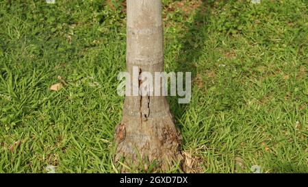 Rinde ist die Basis und der Stamm eines Baumes Stockfoto