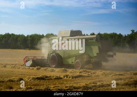 Leistungsstarke landwirtschaftliche Maschine (Claas Mähdrescher) in staubigen Weizenfeld Schneiden & Sammeln Getreide bei der Ernte - North Yorkshire, England, Großbritannien Stockfoto