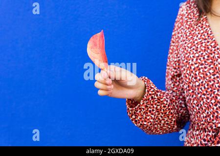 Cropped unkenntlich Weibchen in rotem Kleid hält Herbstblatt vor blauem Hintergrund Stockfoto