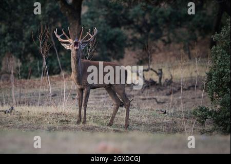 Wilder Buschhirsch grast auf der Wiese im Wald Stockfoto