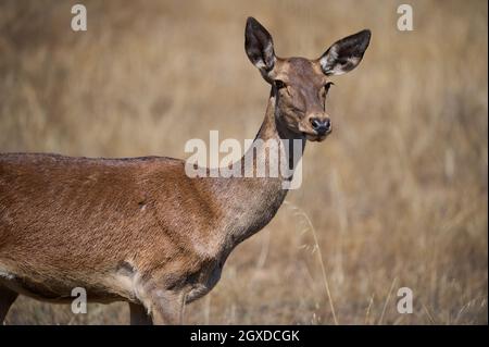 Wildhirsche grasen auf der Wiese Stockfoto
