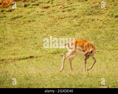 Europäischer Damhirsch mit braunem Fell, der am Sommertag auf dem Rasen in der Savanne Spaß hat Stockfoto
