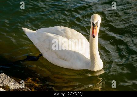 Schwan schwimmt auf Wasser des Verbano See, im Winter Licht in Angera, Verbano, Varese, Lombardei, Italien geschossen Stockfoto