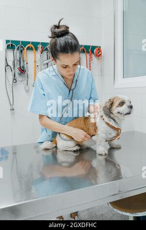Aufmerksame junge Veterinärärztin, die im Krankenhaus den Rücken eines flauschigen reinrassigen Hundes auf einem Metalltisch untersucht Stockfoto