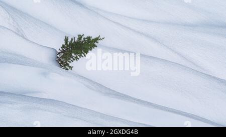 Einsamer Nadelbaum mit Nadeln, der in der verschneiten Winternatur auf Ästen zwischen Schneeverwehungen wächst Stockfoto