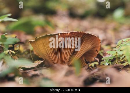 Milchkappenpilz wächst in Wäldern, die im Herbsttag mit gefallener trockener Laubbepflanzung bedeckt sind Stockfoto