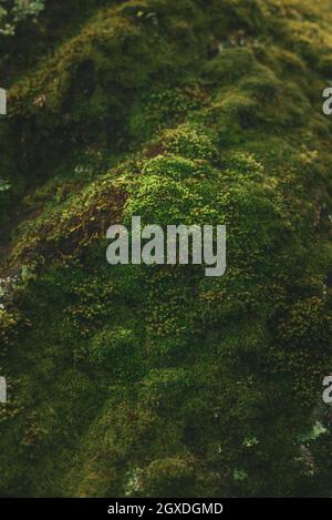 Textur von Moos blühende Pflanze in taxonomischer Teilung Bryophyta wächst auf dem Boden in Wäldern Stockfoto