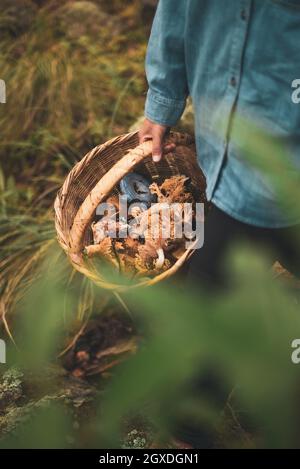 Hoher Erntewinkel nicht erkennbare weibliche Korbkorb mit essbaren Pilzen in Wäldern tragen Stockfoto