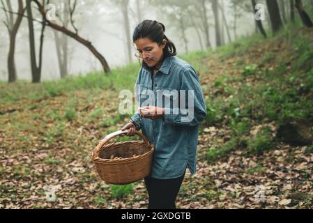 Ernsthaftes Weibchen in Brillen, das Korbkörbe trägt und essbare Pilze in Wäldern bei trüber Witterung pflückt Stockfoto