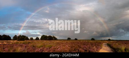 Panoramablick auf die violett blühende Heide und einen schönen Regenbogen in der Veluwe-Landschaft an einem schönen Sommertag, Provinz Gelderland, Th Stockfoto