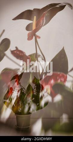 Abstraktes Bild einer Anthurium-Blume im Innenbereich, die in einem Blumentopf blüht. Vorderansicht, Doppelbelichtung, Nahaufnahme. Stockfoto