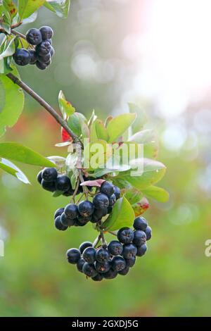 Bund von reifen schwarzen Beeren der schwarzen Apfelbeere. Beeren von Aronia melanocarpa auf dem Ast. Nützliche natürliche Nahrung. Schwarze Chokeberries Aronia auf Busch in ga Stockfoto