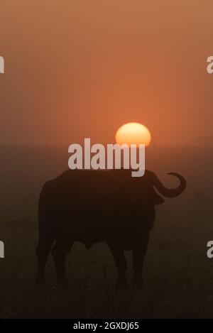 Kapbüffel steht im Morgengrauen in Silhouette Stockfoto