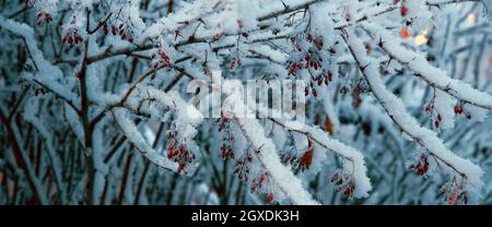 Schön mit Schnee bedeckt, der wilde Hagebuttenbusch mit leuchtend roten Beeren. Winter Natur, Umwelt. Stockfoto