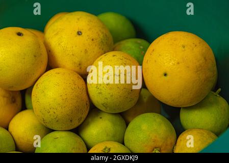 Gruppe von Orangen für Saft auf dem grünen Hintergrund. Orange ist eine sehr beliebte, erfrischende und nahrhafte Frucht. Weit verbreitet, um Süßigkeiten und Snacks zu machen, Stockfoto