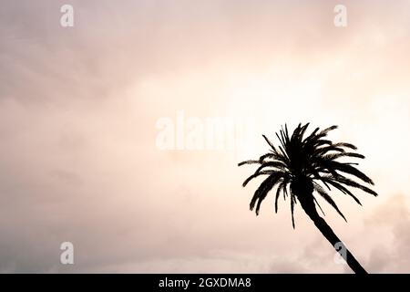 Von unten von hohen Palmen Silhouette mit welligen Ästen wachsen unter bewölktem Himmel bei Sonnenuntergang Stockfoto
