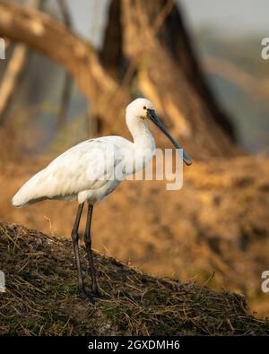 Eurasischer Löffler oder gewöhnlicher Löffelvögel in der Nähe im goldenen Stundenlicht im keoladeo Nationalpark oder bharatpur Vogelschutzgebiet rajasthan indien Stockfoto