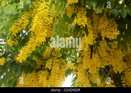 Cassia fistula, allgemein bekannt als goldene Dusche, Spülung Cassia, indische Laburnum, oder Pudding-Pfeife Baum, Stockfoto