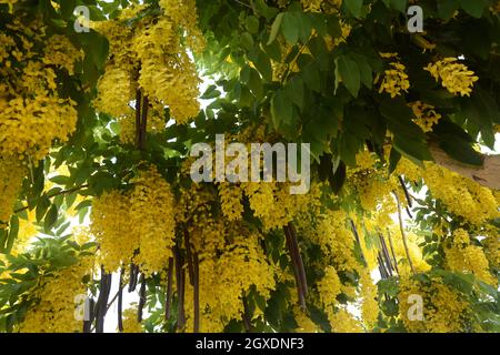 Cassia fistula, allgemein bekannt als goldene Dusche, Spülung Cassia, indische Laburnum, oder Pudding-Pfeife Baum, Stockfoto