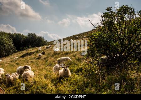 Julianadorp, Niederlande. September 2021. Weidende Schafe in der Dünengegend von Julianadorp, Nordholland. Hochwertige Fotos Stockfoto