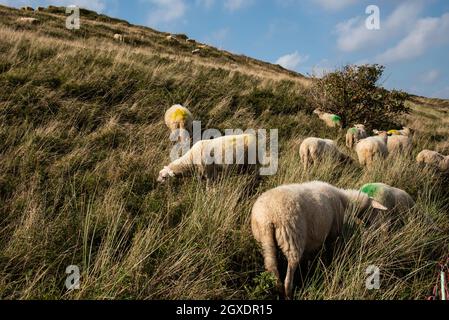 Julianadorp, Niederlande. September 2021. Weidende Schafe in der Dünengegend von Julianadorp, Nordholland. Hochwertige Fotos Stockfoto