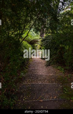 Stufen, die in die üppige Vegetation der subtropischen Trebah Gardens in Cornwall führen. Stockfoto