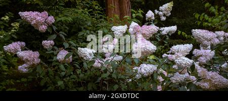 Ein Panoramabild der Hydrangea paniculata 'Vanille Fraise'. Stockfoto