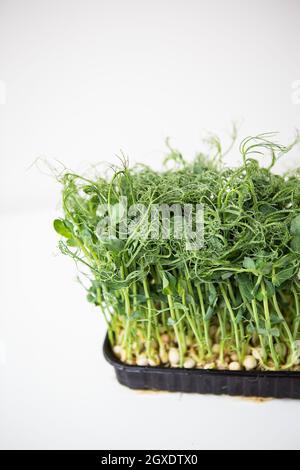 PEA-mikrogrüne Sprossen. Rohe Sprossen, Microgreens, gesundes Lebensmittelkonzept. Unterstützt den Körper zu jeder Jahreszeit mit Vitaminen Stockfoto