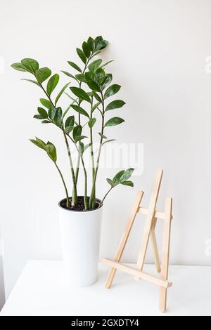 Gartenkonzept. Ein vertikales Foto einer Zimmerpflanze zamiokulkas, die in einem weißen Topf wächst, steht eine Staffelei auf einem Tisch Stockfoto