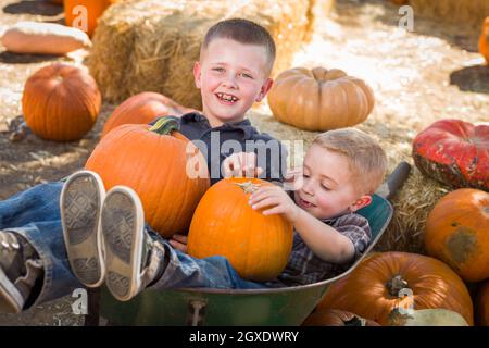 Zwei kleine Jungs spielen in Schubkarre im Kürbisbeet in einer rustikalen Landschaft. Stockfoto