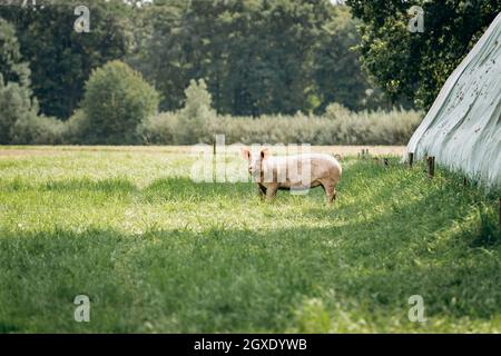 Schweine weiden auf Bauernhof in der Landschaft. Schweine grasen auf einer privaten Farm Stockfoto