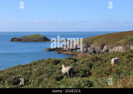 Wild Horses on National Park Coast Path südlich von Porthlisky, St Davids, Pembrokeshire, Wales, Vereinigtes Königreich, Großbritannien, Europa Stockfoto