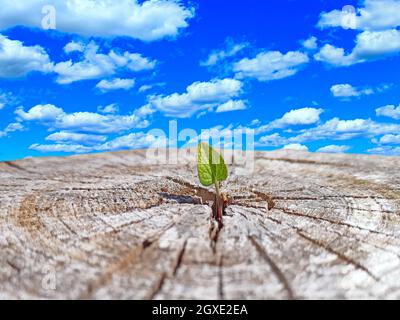 Ein kleines Blatt gefällter Bäume am blauen Himmel. Blatt wächst anstelle von gesägtem Baum. Ökologische Probleme. Ökologisches Konzept. Rettung von Wäldern. Deforestat Stockfoto