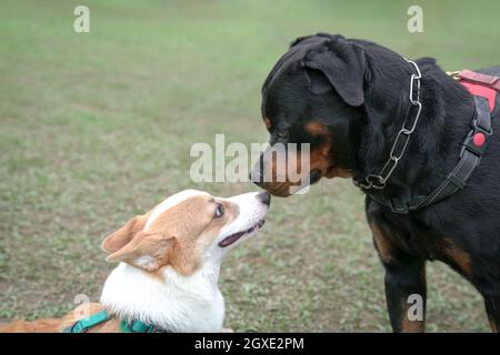 Rottweiler Hund küsst oder schnüffelt Corgi Hund im Park. Nahaufnahme mit Kopierbereich. Stockfoto