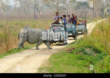 Indisches Nashorn (Rhinoceros unicornis) überquert die Straße vor dem Touristenfahrzeug. Kaziranga-Nationalpark, Assam, Indien, Asien Stockfoto