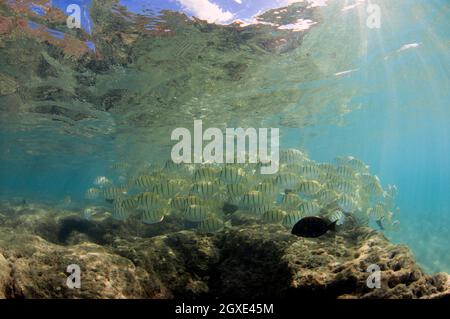 Schule des Sträflings tang oder Manini, Acanthurus triostegus, Hanauma Bay, Hawaii, USA Stockfoto