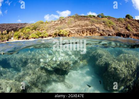 Schule des Sträflings tang oder Manini, Acanthurus triostegus, Hanauma Bay, Hawaii, USA Stockfoto