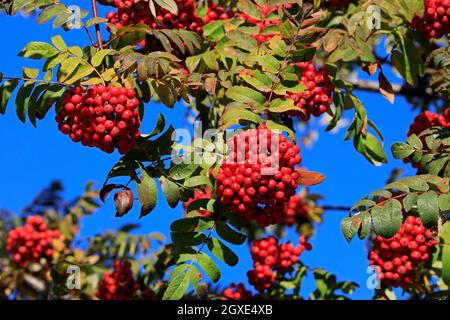 Rowan, Sorbus aucuparia, Beeren sind reichlich vorhanden, aber die Bäume leiden unter dem trockenen Sommer und Gymnosporangium cornutum Krankheit. Finnland 2021. Stockfoto