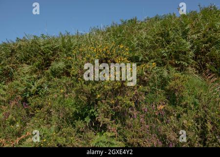 Sommer blühende gelbe Blumen auf einem wilden Gorse-Strauch (Ilex europaeus), der auf Mooren im Fluss Barle Valley im Exmoor National Park wächst Stockfoto