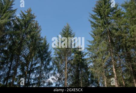 Sommerlaub auf immergrünen Nadelbäumen der Sitka Fichte (Picea sitchensis), die in einem Waldwald mit einem hellen Hintergrund des blauen Himmels in Devon wachsen Stockfoto