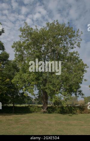 Traditionelle englische Landschaft Frühlingslandschaft eines Eschenbaums (Fraxinus excelsior), der auf dem ländlichen Devon-Land wächst, England, Großbritannien Stockfoto