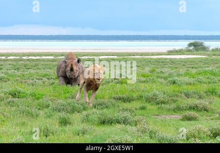 Schwarzes Nashorn (Diceros bicornis) jagt einen Löwen (Panthera leo). Etosha Nationalpark, Namibia, Afrika Stockfoto