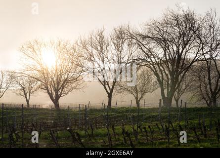 Aprilwetter mit Sonnenuntergang Hagelsturm und grünem Gras auf einem Weinberg im burgenland Stockfoto