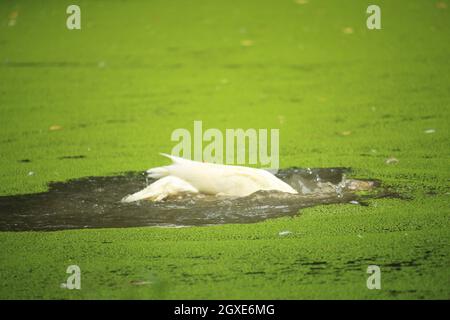 Eine schöne weiße Ente badete im Wasser des Teiches Stockfoto