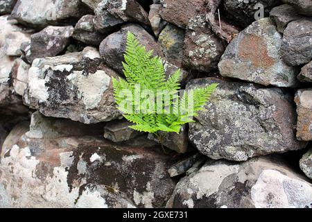 Helecho, planta vaskulär sin semilla Stockfoto