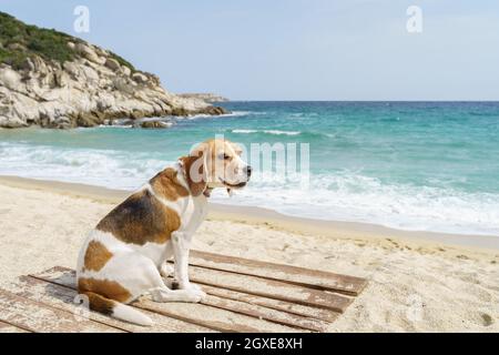 Niedlicher Beagle-Hund in Baumfarbe, der am Meer sitzt. Blaues Meer und blauer Himmel. Stockfoto