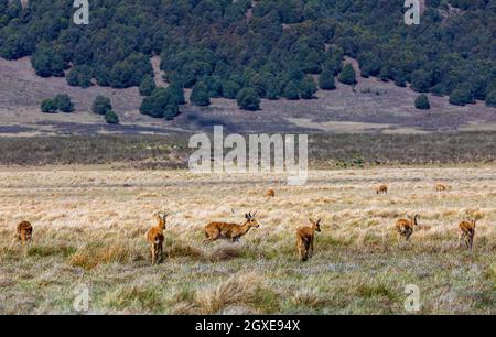 Herde von Antilope Bohor reedbuck, Redunca redunca in natürlichen Lebensraum, Bale Berg, Äthiopien, Afrika Safari Tierwelt Stockfoto