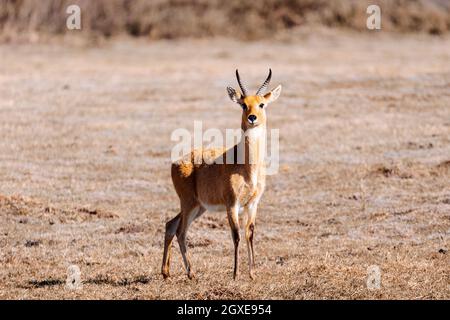 Antilope Bohor reedbuck, Redunca redunca in natürlichen Lebensraum , Bale Berg, Äthiopien, Afrika Safari Tierwelt Stockfoto